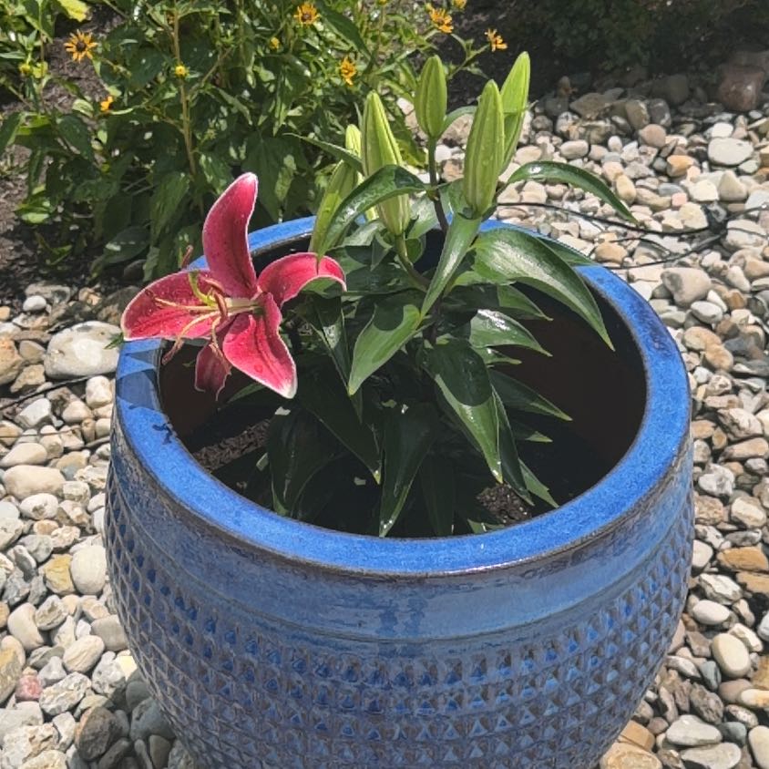 Photo of the plant species Stargazer Lily by @MGoBlue named Ruby and Rosie on Greg, the plant care app