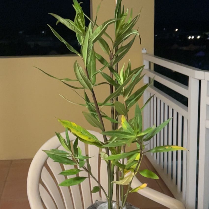 Photo of the plant species Red Milkweed by @FancyGhostplant named Reina on Greg, the plant care app