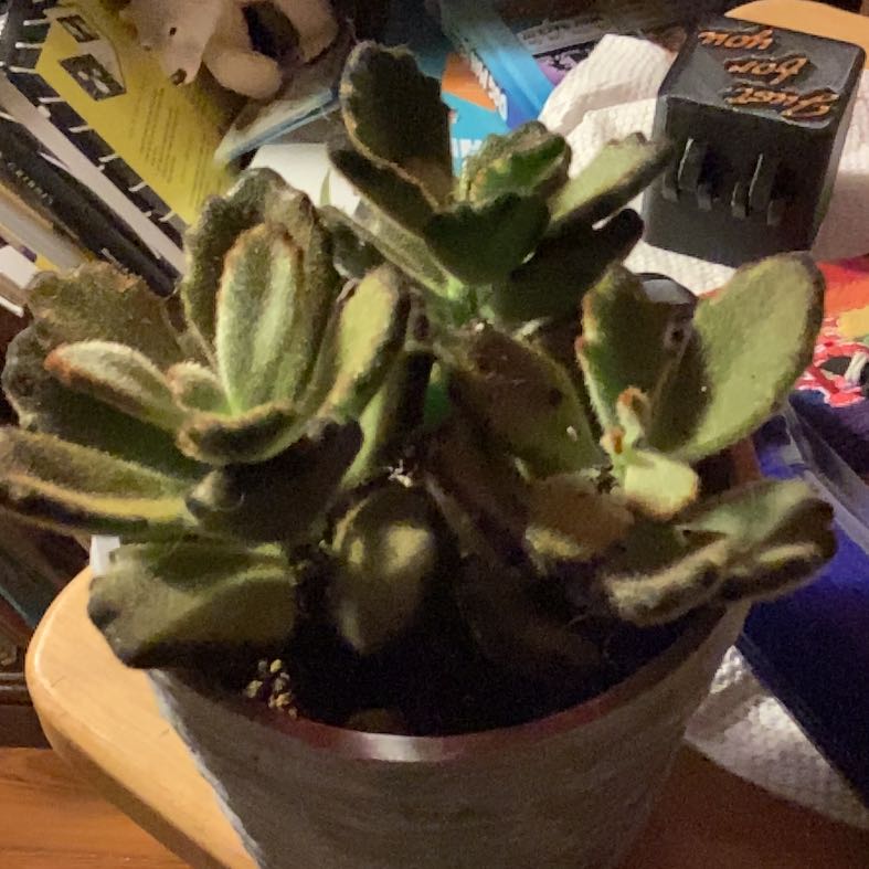 Photo of the plant species Jade by @StrongMahoe80 named Huckleberry Fern on Greg, the plant care app