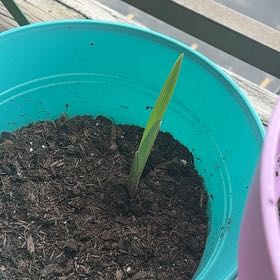 Photo of the plant species Eastern Gladiolus by @DandyTaro18 named James Dean on Greg, the plant care app