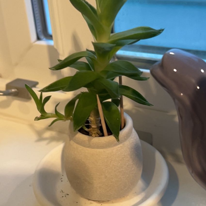 Photo of the plant species Haworthia 'Obtusa' by @SteamyGroundsel named Erm on Greg, the plant care app