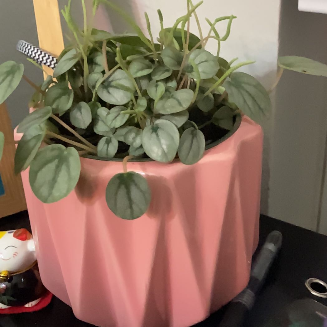 Photo of the plant species Peperomia 'Little Toscani' by @GemJadeplant71 named Sherlock on Greg, the plant care app