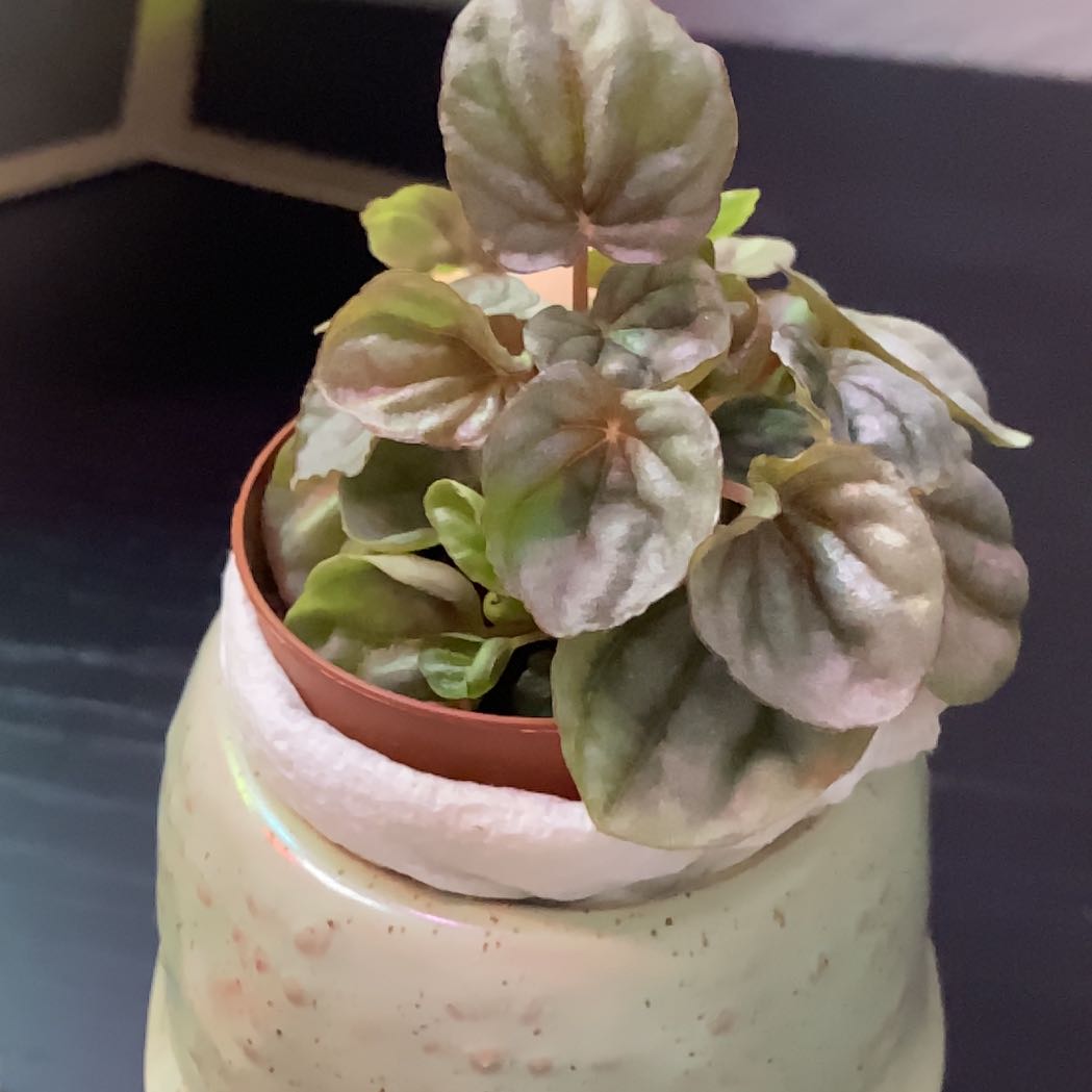 Photo of the plant species Peperomia 'Luna Grey' by @GemJadeplant71 named Captain Plant-it on Greg, the plant care app