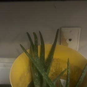 Photo of the plant species Rosa 'Hello' by @YardDamiana60 named Aloe vera on Greg, the plant care app