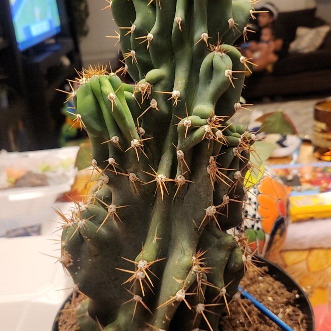 Photo of the plant species Curiosity Plant by @VibrantNapaea23 named Coco on Greg, the plant care app