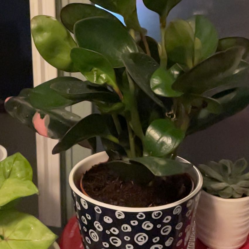 Photo of the plant species Peperomia clusiifolia 'Red Margin' by @UnerringGreen named Mark on Greg, the plant care app