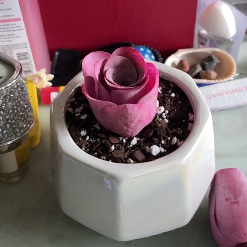 Photo of the plant species Cherry Rose by @WholeNeslia98 named Osmo on Greg, the plant care app