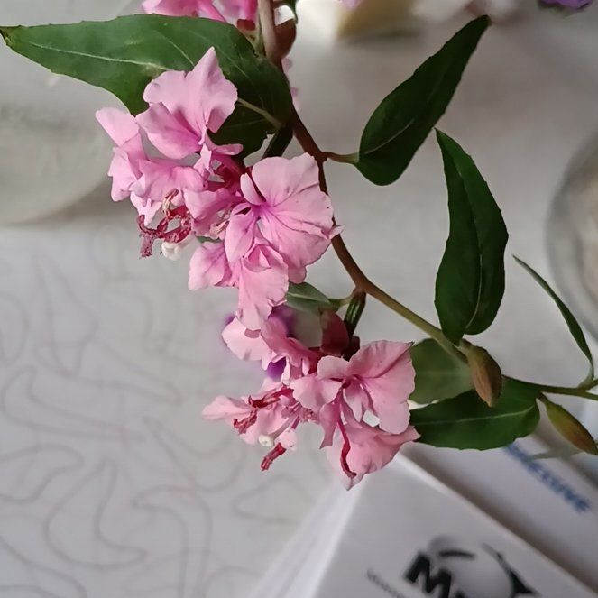 Photo of the plant species Clarkia by @FearlessMorombe named Mando on Greg, the plant care app