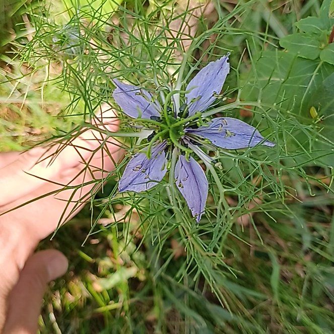 Photo of the plant species Devil in the Bush by @FearlessMorombe named Queen on Greg, the plant care app