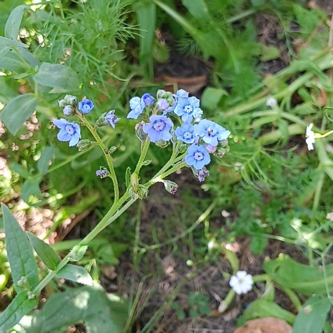 Photo of the plant species Chinese Forget-Me-Not by @FearlessMorombe named Sol on Greg, the plant care app