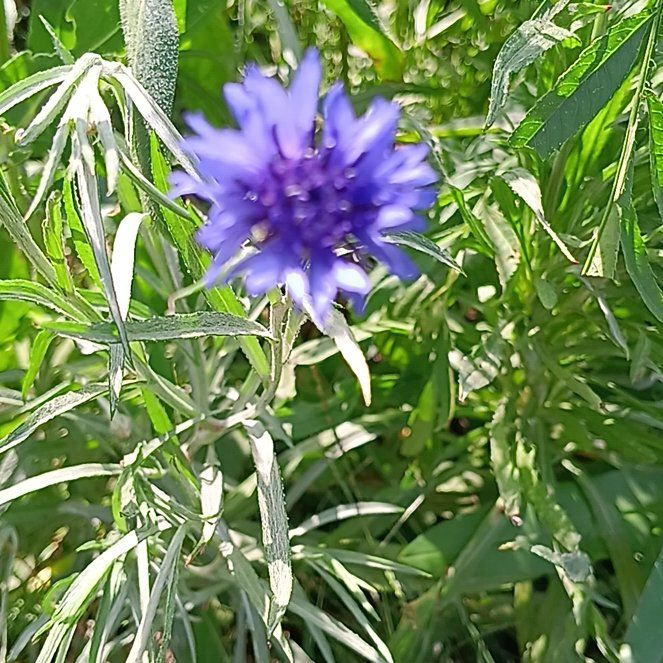 Photo of the plant species Centaurea Cyanus by @FearlessMorombe named Peter Parker on Greg, the plant care app