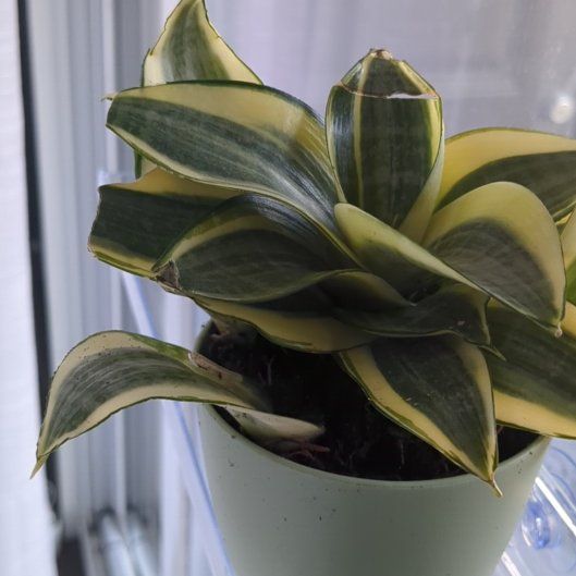 Photo of the plant species Sansevieria trifasciata hahnii 'Ocean Star' by @AceMonstera48 named Elle on Greg, the plant care app