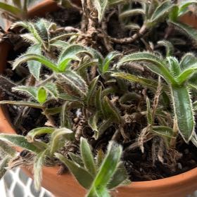Photo of the plant species Kitten Ears by @AwaitedPokaka82 named Willow on Greg, the plant care app