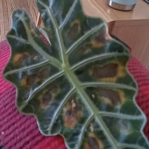Photo of the plant species African Mask by @BoldGreenice67 named Coco on Greg, the plant care app