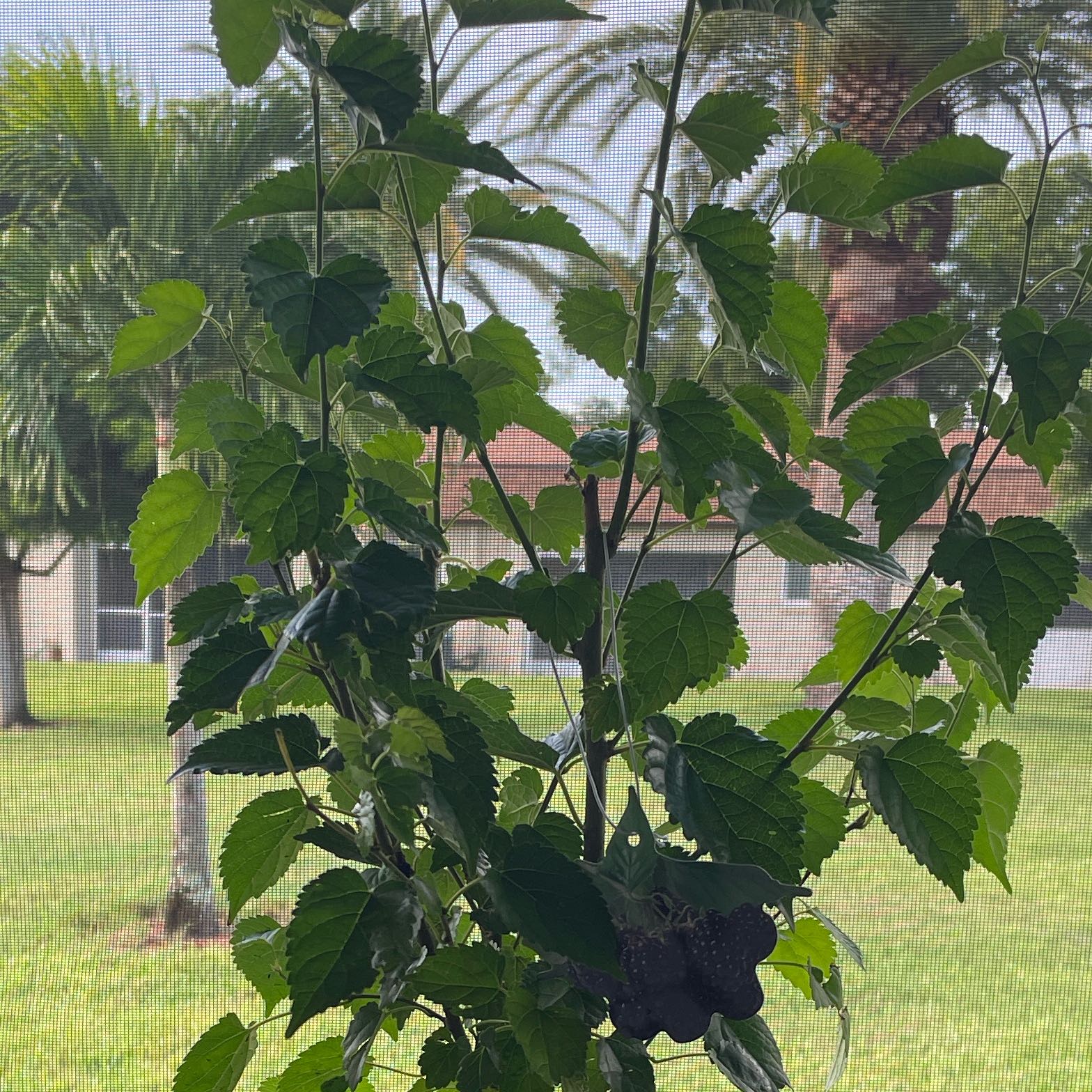 Photo of the plant species Black Mulberry by @KindOxtongue63 named Apollo on Greg, the plant care app