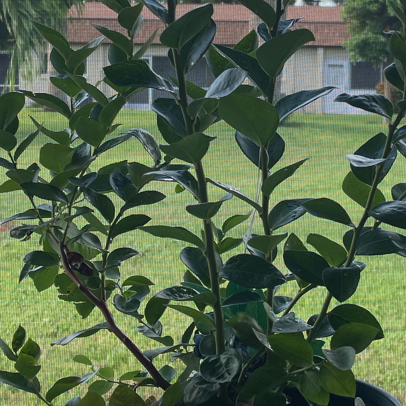 Photo of the plant species Blueberry by @KindOxtongue63 named Rainier on Greg, the plant care app