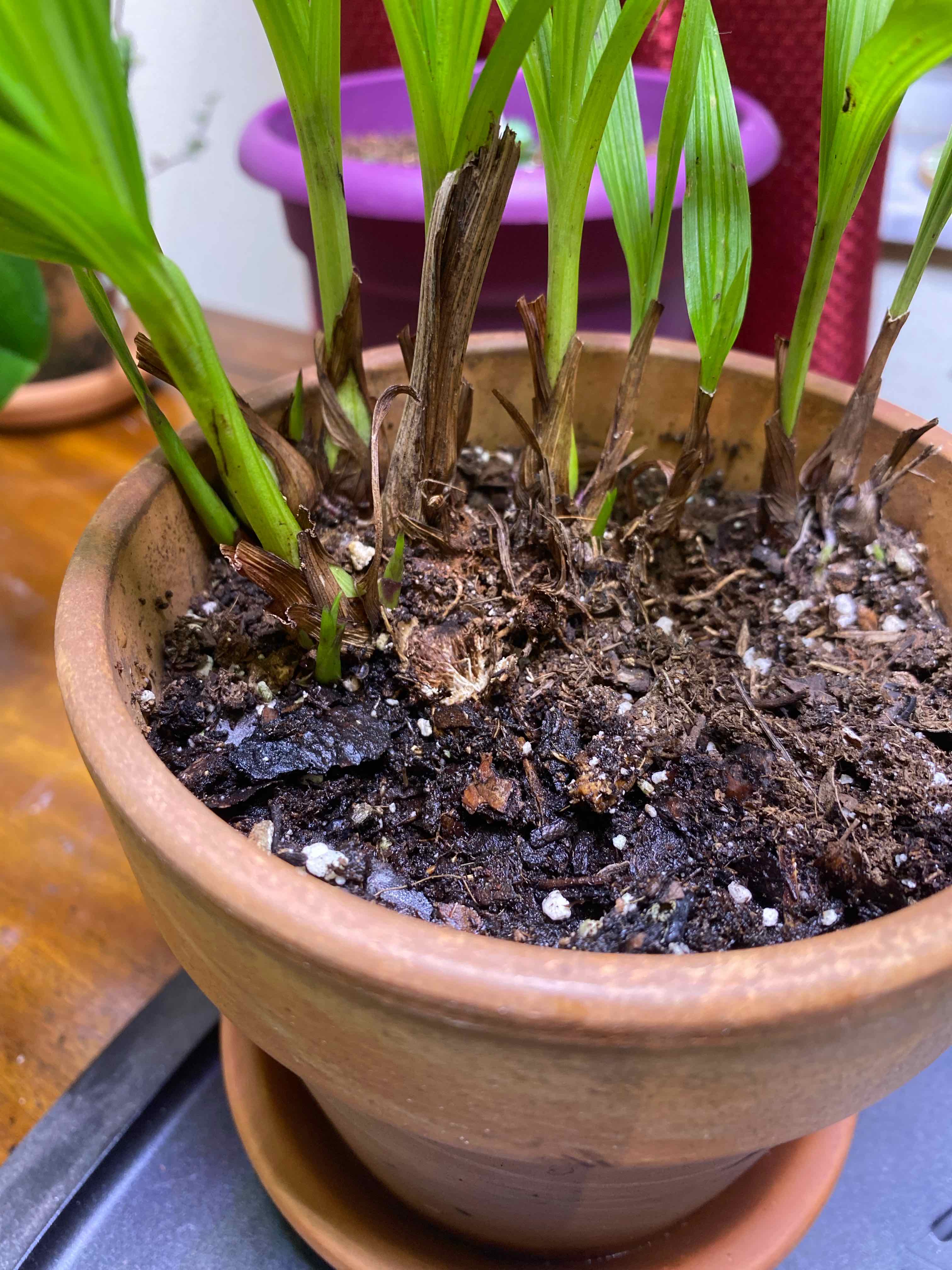 Potted Purple Ground Orchid with green leaves and visible soil.