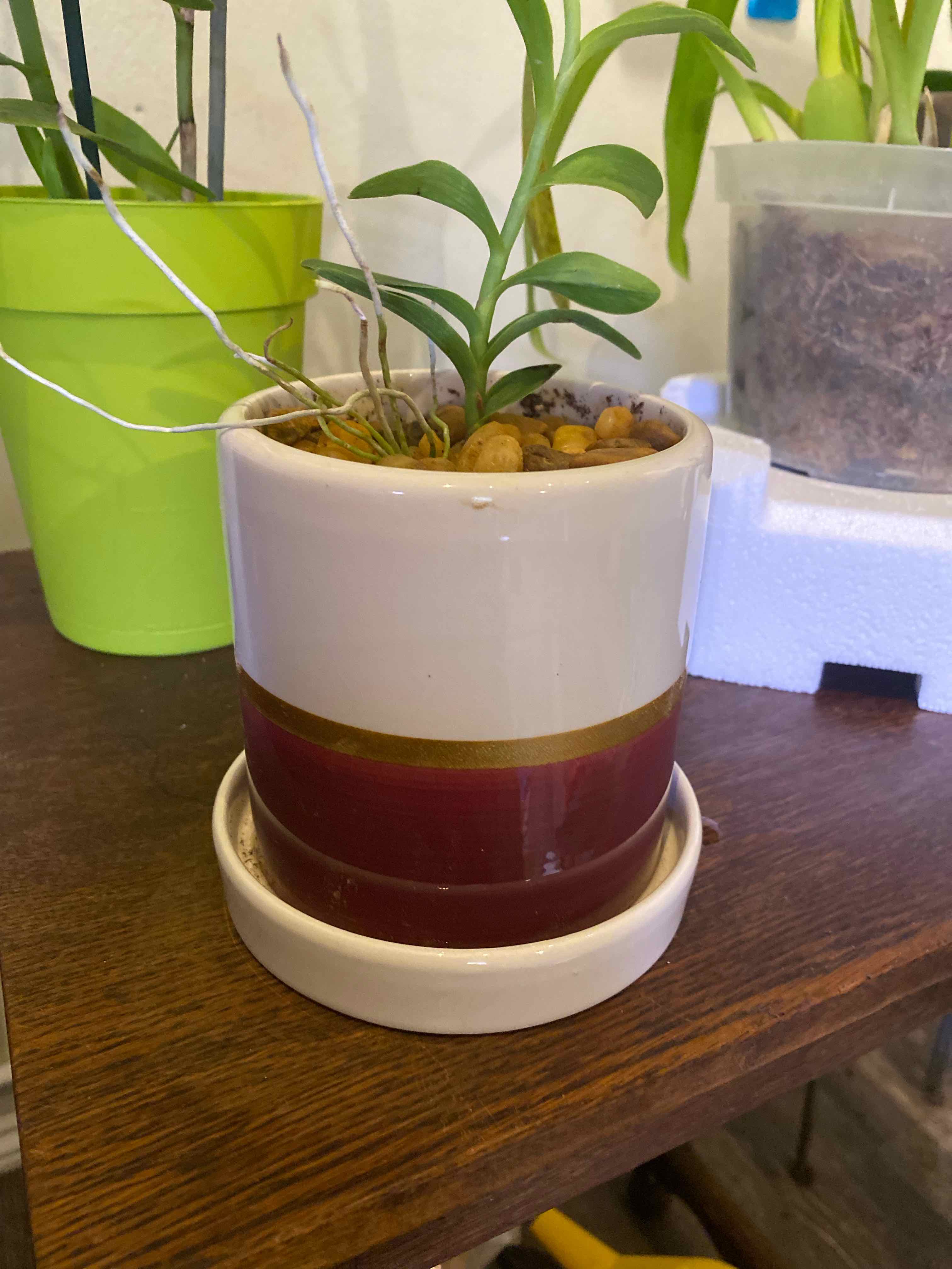 Potted Fire Star Orchid on a wooden surface, healthy green leaves, no visible soil.