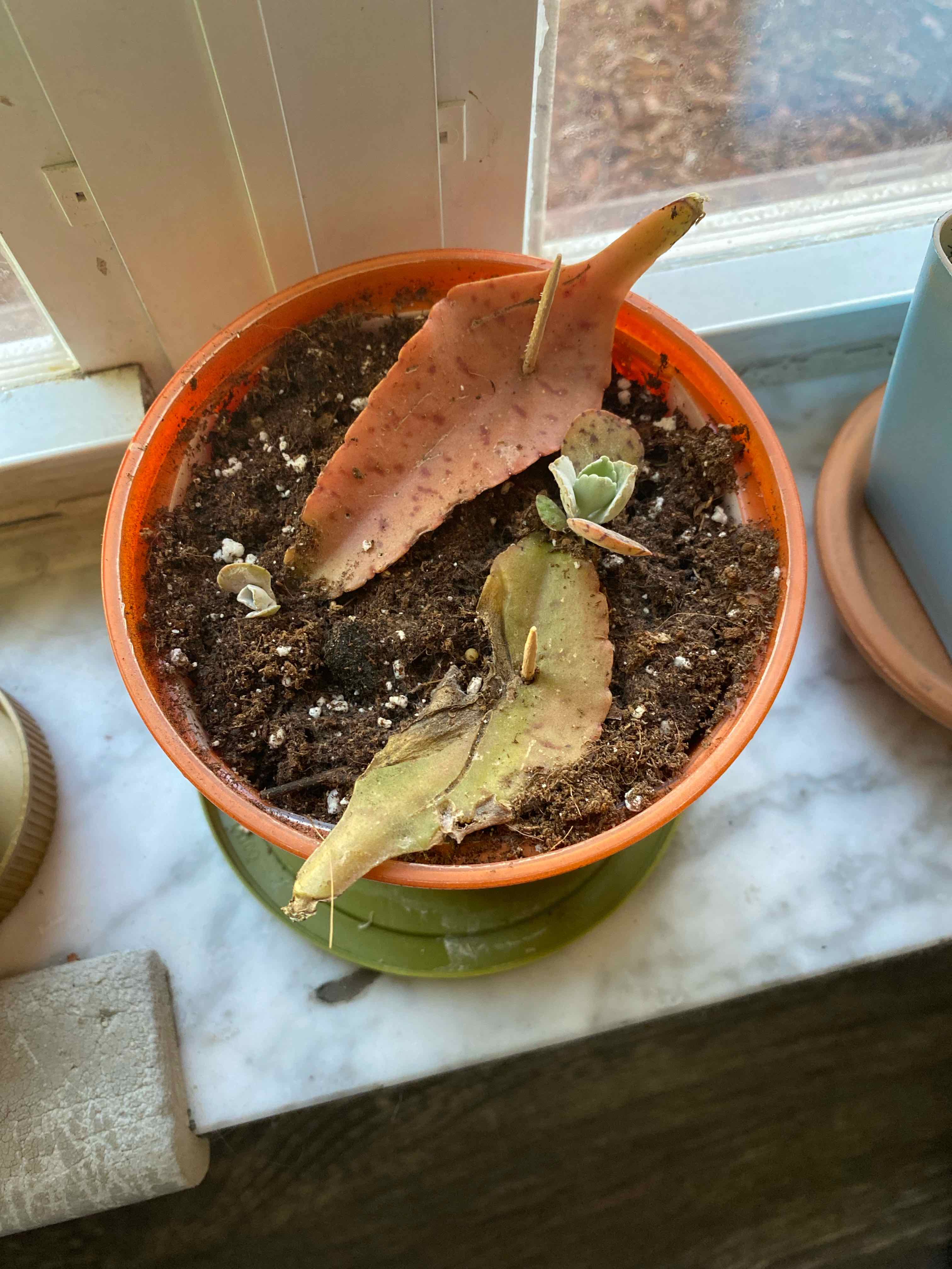 Potted Walking Kalanchoe plant with discolored leaves and visible soil.
