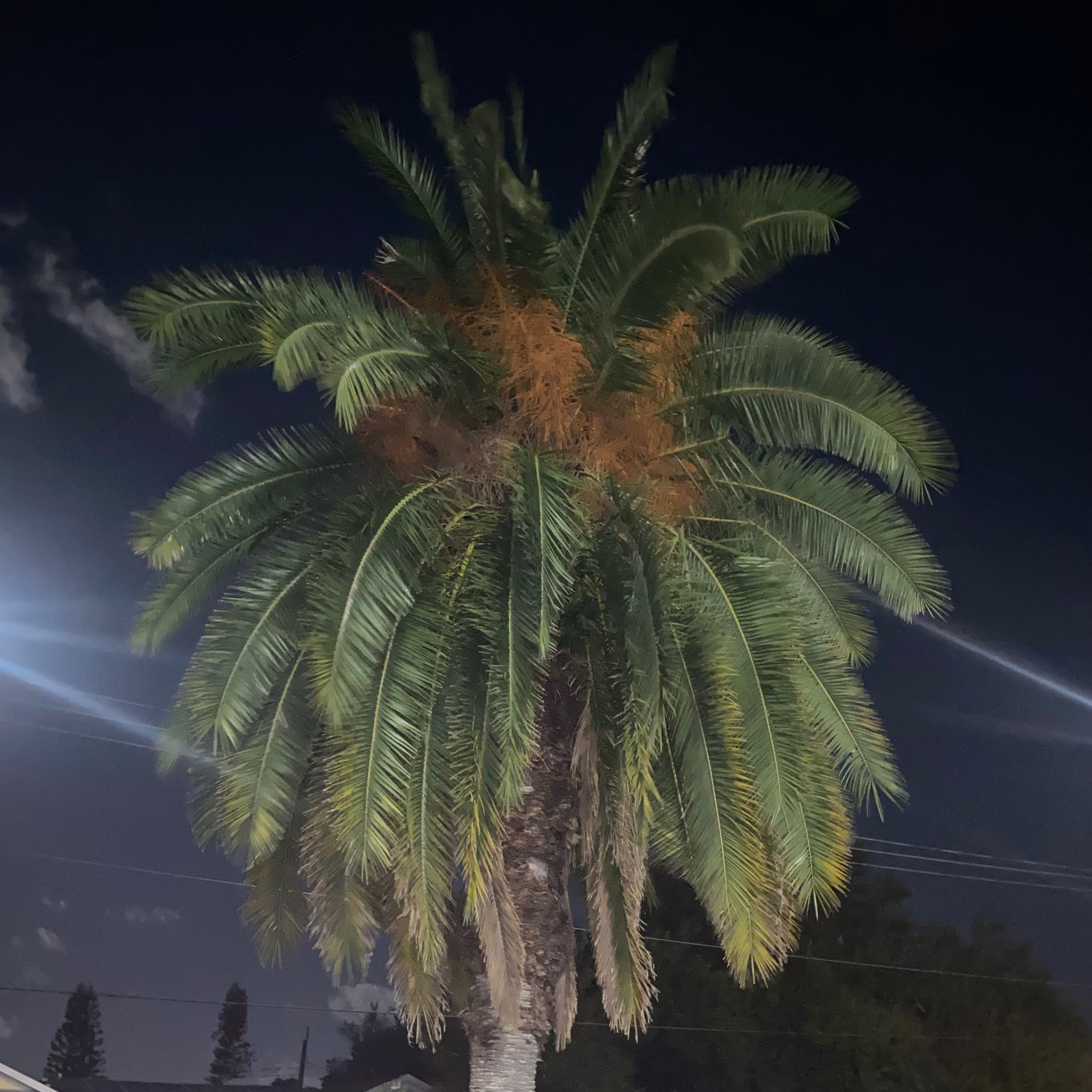 Canary Island Date Palm with some browning fronds against a night sky.
