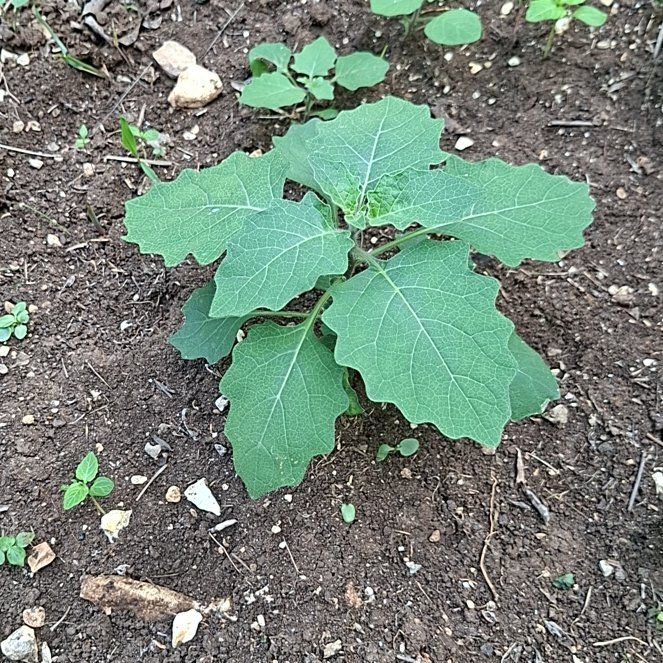 Photo of the plant species Lesser Burdock by @AbleAjwain39 named Nemo on Greg, the plant care app