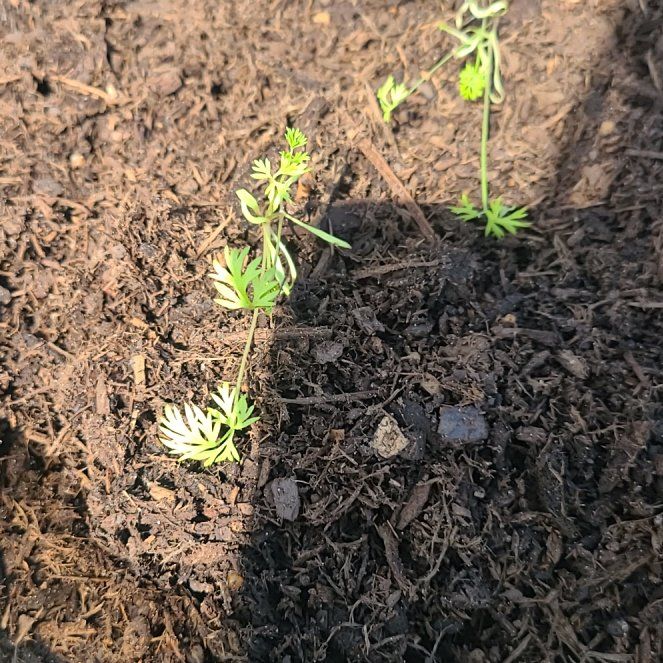 Photo of the plant species Carrot by @YesLacealoe13 named Sonora on Greg, the plant care app