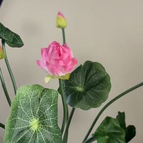 Photo of the plant species Sacred Lotus by @ConfidentSucc84 named Bigleef Smalls on Greg, the plant care app