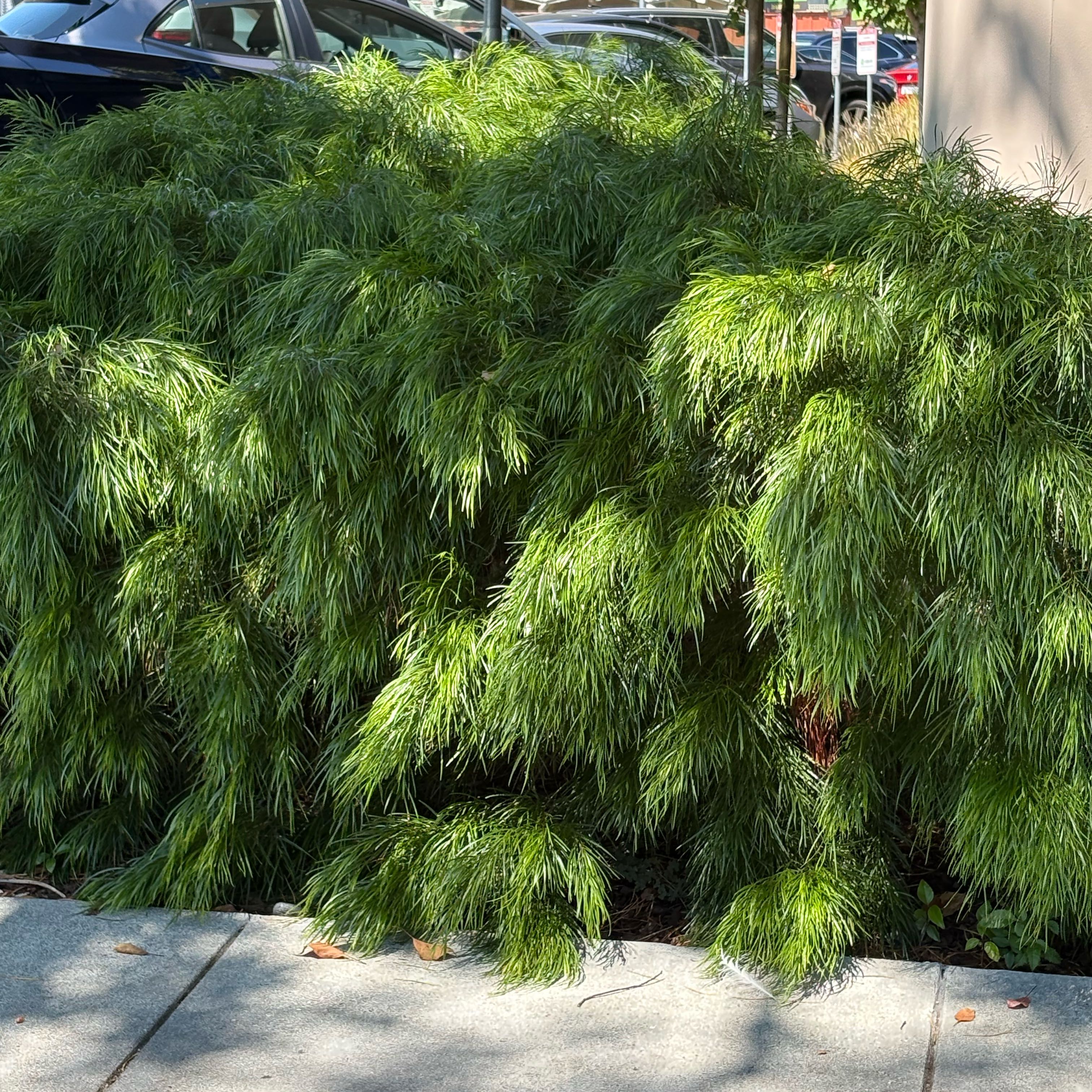 Photo of the plant species bower wattle by @ConfidentSucc84 named Cousin Itt on Greg, the plant care app