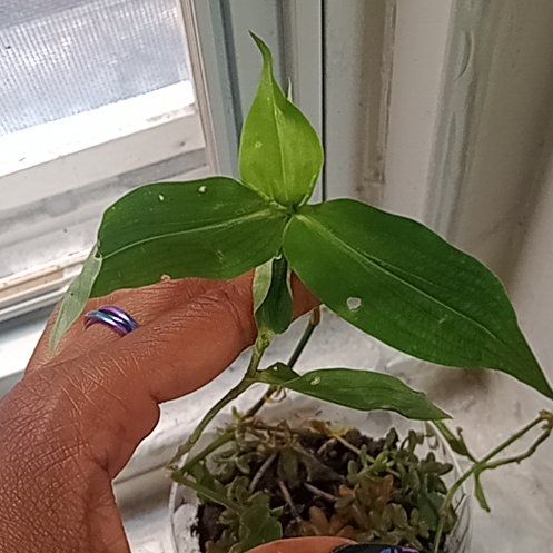 Photo of the plant species Asiatic Dayflower by @Cherrybomb16 named LiloStitch on Greg, the plant care app