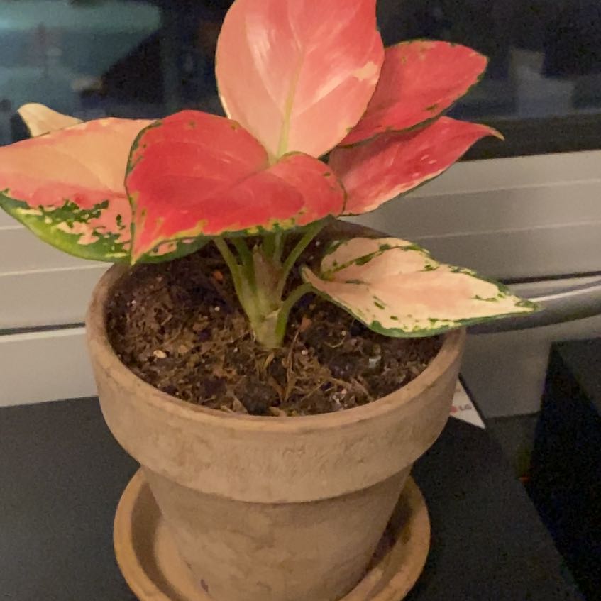Photo of the plant species Aglaonema 'Red Zircon' by @LeadGutweed22 named Zirk on Greg, the plant care app