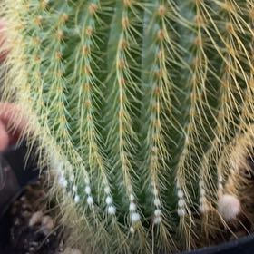 Photo of the plant species Notocactus by @AceDateplum14 named Naomi on Greg, the plant care app