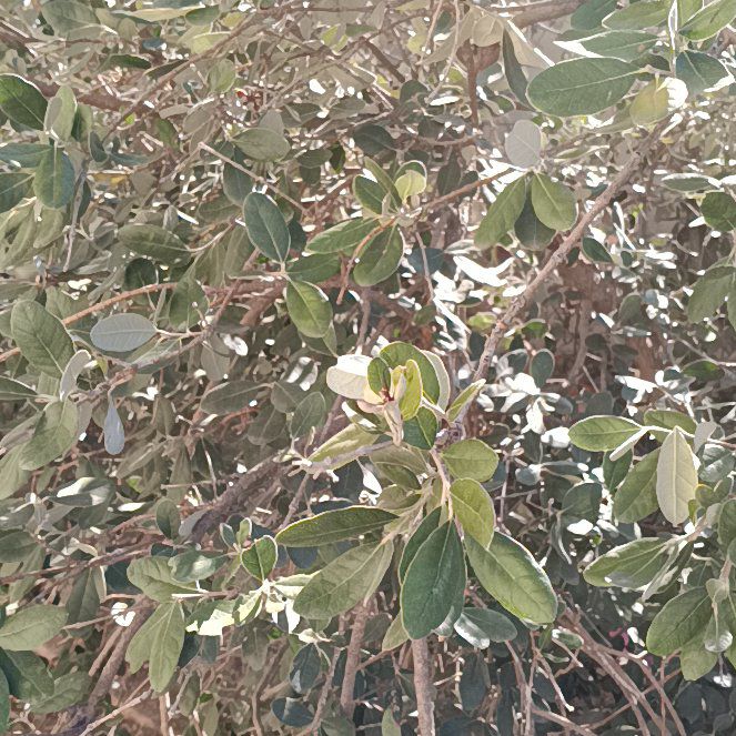 Photo of the plant species Pineapple Guava 'Apollo' by @PatientHedera33 named Kesha on Greg, the plant care app