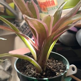 Photo of the plant species Bromeliad Neoregelia 'Donger' by @StarFord17 named Wall-E on Greg, the plant care app
