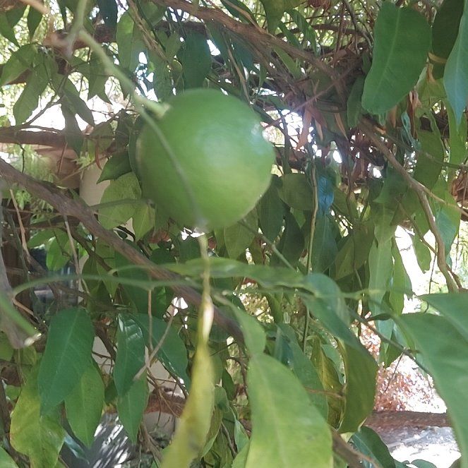 Photo of the plant species Calabash Tree by @BubblyPhlox33 named Kylie on Greg, the plant care app
