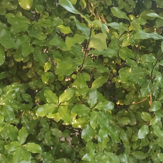 Photo of the plant species Black Matipo by @BubblyPhlox33 named Gates on Greg, the plant care app