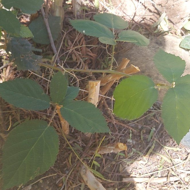 Photo of the plant species Armenian Blackberry by @BubblyPhlox33 named Khaleesi on Greg, the plant care app