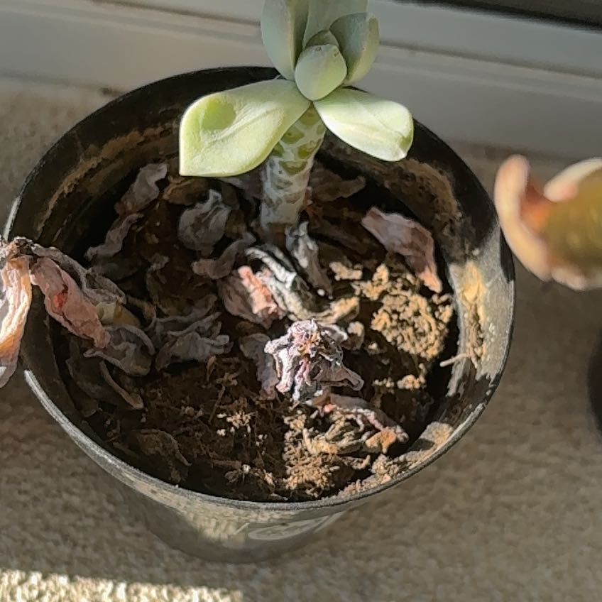 Photo of the plant species Graptosedum Ghosty by @WholeDyebush33 named Fred on Greg, the plant care app