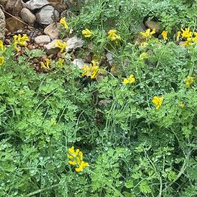 Photo of the plant species Common Rue by @VibrantTawa5 named Gobi on Greg, the plant care app