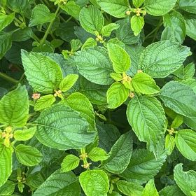 Photo of the plant species Lantana by @VibrantTawa5 named Lavender on Greg, the plant care app