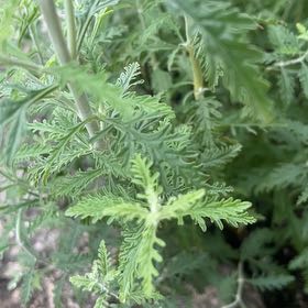 Photo of the plant species Fernleaf Yarrow by @VibrantTawa5 named Keanu Leaves on Greg, the plant care app