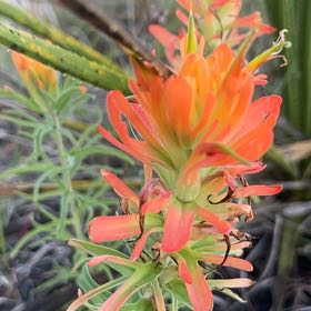 Photo of the plant species Greater Cobra Lily by @VibrantTawa5 named Sage on Greg, the plant care app