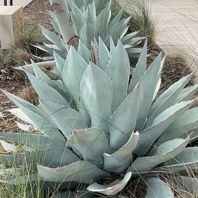 Photo of the plant species Parry's Agave by @VibrantTawa5 named Huckleberry Fern on Greg, the plant care app