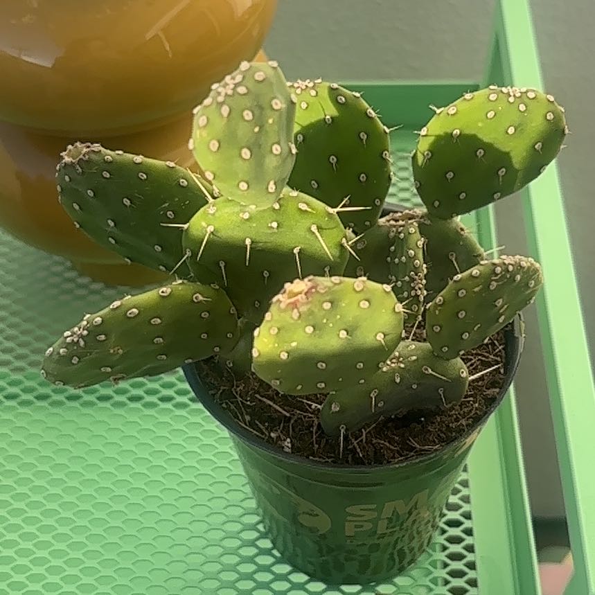 Photo of the plant species Opuntia quitensis 'Johnson's Hybrid' by @WorthyRedfir70 named 小托💚 on Greg, the plant care app