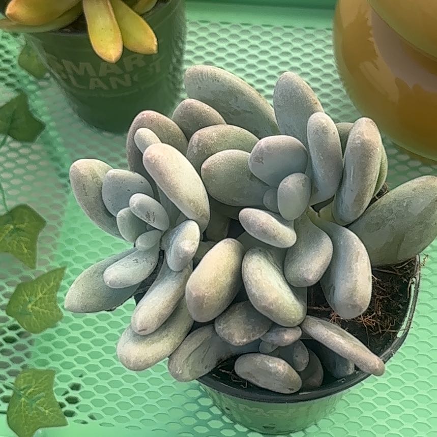 Photo of the plant species Pachyveria 'Blue Jasper' by @WorthyRedfir70 named 小倫🤍 on Greg, the plant care app