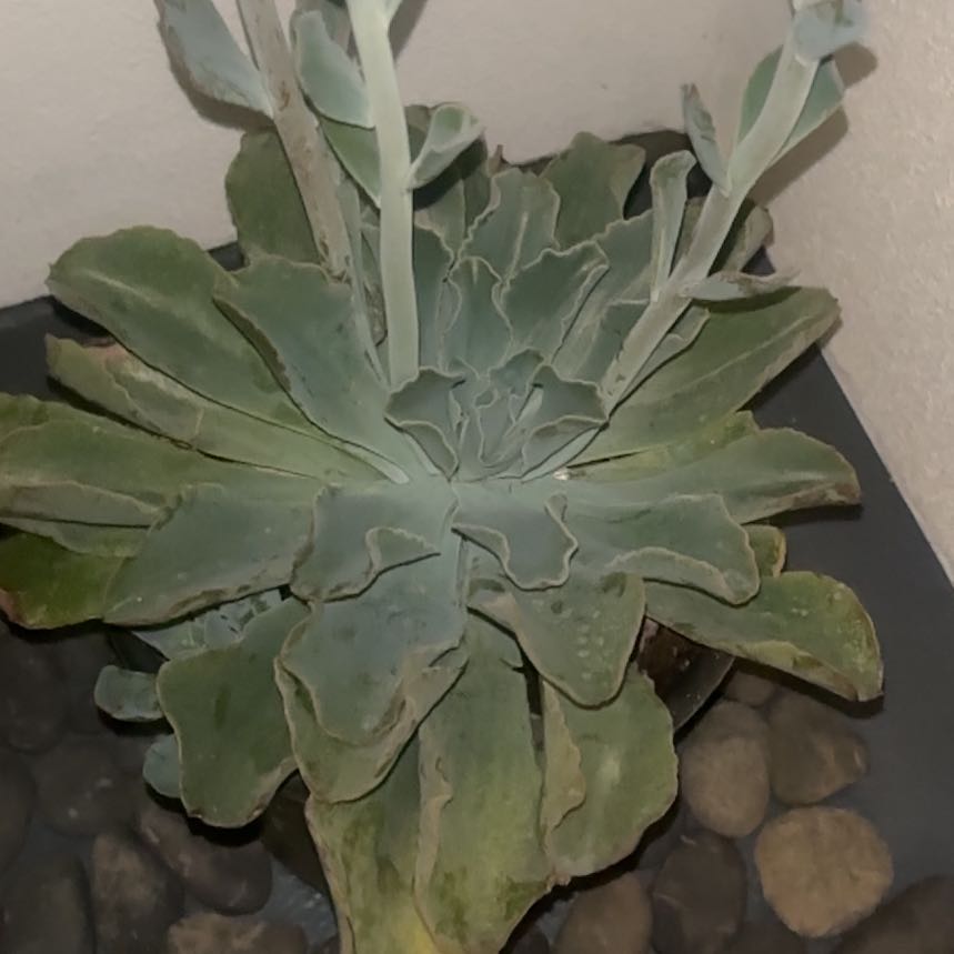 Photo of the plant species Echeveria Hawaii by @WorthyRedfir70 named 倫倫🤍 on Greg, the plant care app