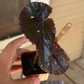 Photo of the plant species Begonia 'Black Magic' by @FunSweetbox35 named Nemo on Greg, the plant care app