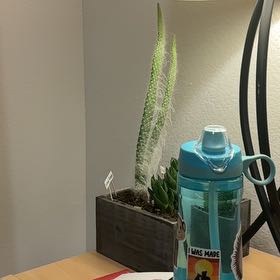 Photo of the plant species Opuntia 'Snow Cactus' by @NewAvocado66 named Schizo Bunny on Greg, the plant care app