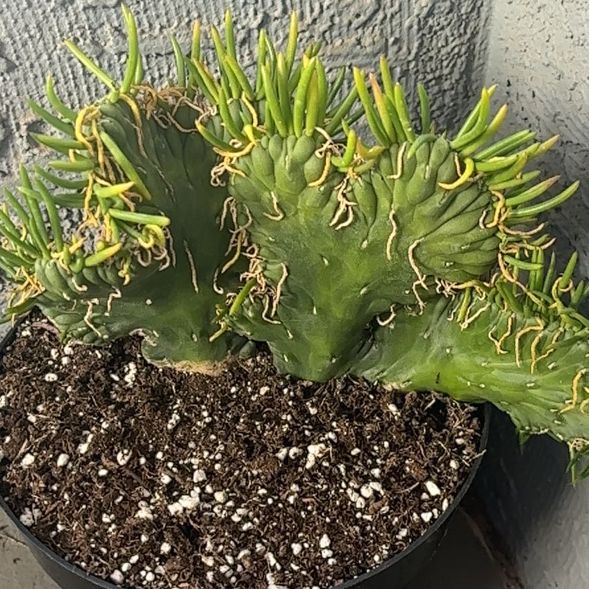 Photo of the plant species Crested Eve's Needle by @NewAvocado66 named Aristotle on Greg, the plant care app
