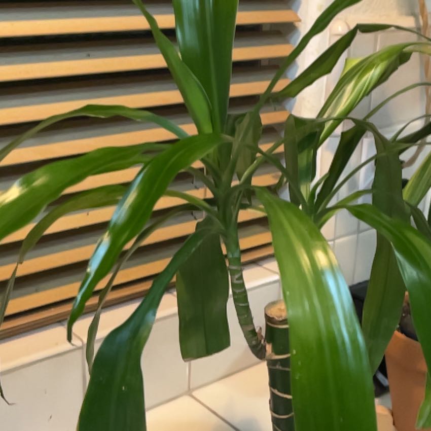 Photo of the plant species Hawai by @StableTaraire77 named Hamilton on Greg, the plant care app