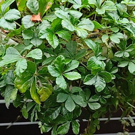 Photo of the plant species Verona Vein by @TrueblueGreen4 named Baesil on Greg, the plant care app